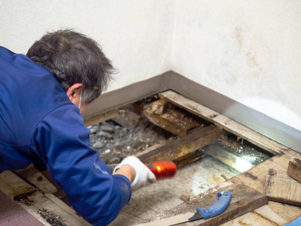 Best Mold Testing  in Fort Bragg, CA