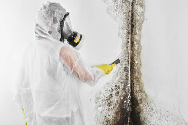 Best Mold Removal Specialists  in Fort Bragg, CA