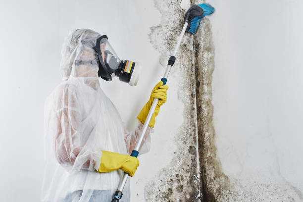 Fort Bragg, CA Mold Removal Company