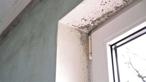Best Crawl Space Mold Removal  in Fort Bragg, CA
