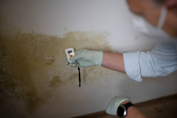 Best Commercial Mold Removal  in Fort Bragg, CA