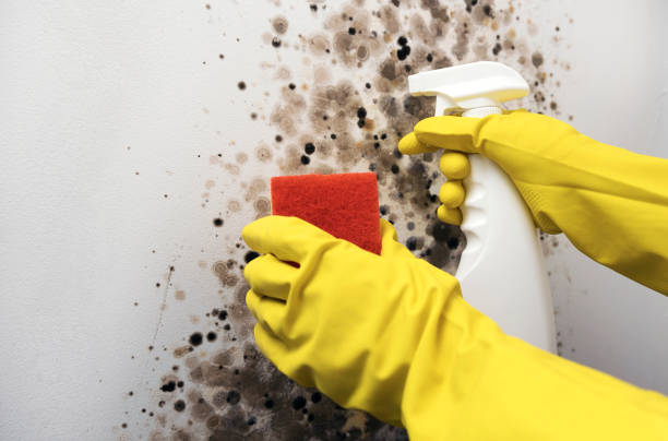 Best Office Mold Removal Services  in Fort Bragg, CA